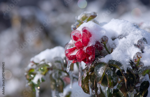 Ice-covered branches and rose flower after freezing rain. Natural frosted texture with soft light and blurred background, illustrating cold weather, frost, freezing rain, and winter nature concepts.