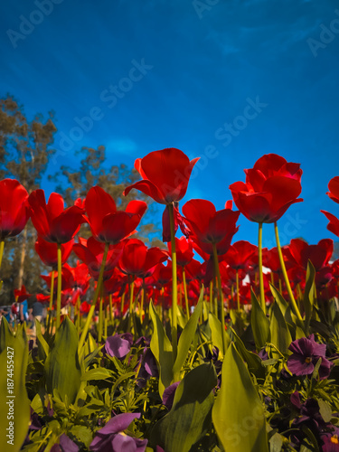 red poppy field