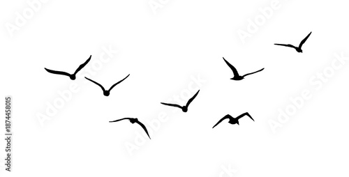 flock of birds silhouette isolated on transparent clear background © Birol Dincer 