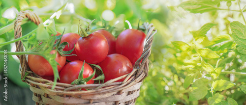 freshly harvested cherry tomatoes with leaf in a small wicker basket in garde...