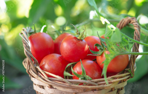 closeup on freshly harvested cherry toùates in a small wicker basket in garden
