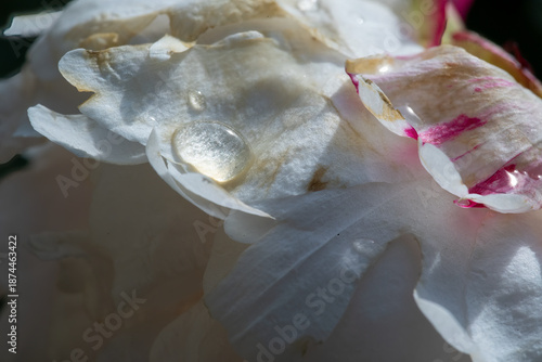 Delicate beauty of a white flower, showcasing its petals adorned with shimmering water droplets