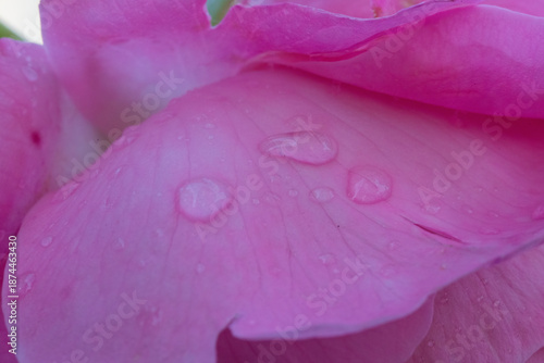 A close-up photograph of a pink rose petal adorned with several glistening water droplets, evoking a sense of freshness and delicate beauty.