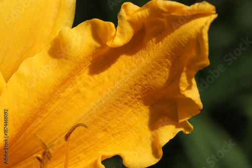 Vibrant close-up of a yellow flower petal, showcasing detailed veins, soft ru...