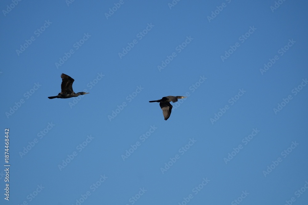 Obraz premium Two cormorants in flight in a clear blue sky.