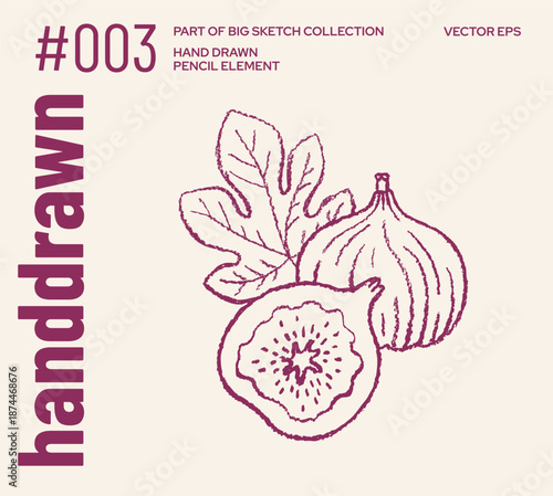 Fig sketch. Line fruit illustration. Engraving drawing. Outline vintage etching figs with leaf. Simple fig tree branch icon. Sketch whimsical Mediterranean Italian brunch vector. Hand drawn line art