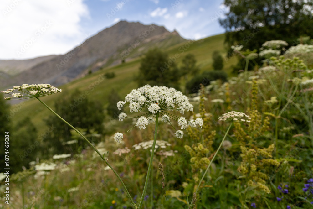 Obraz premium Wild alpine plant on the Plateau d’Emparis in the Arves Massif, Hautes-Alpes, French Alps