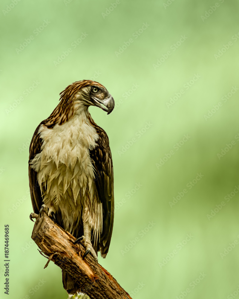 Fototapeta premium A Philippine eagle