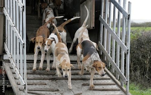 Foto Fox hounds coming off the hound lorry at the start of a hunting day