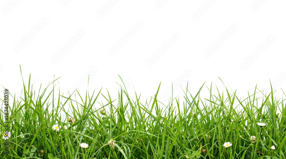 Fototapeta premium Spring Grass Border