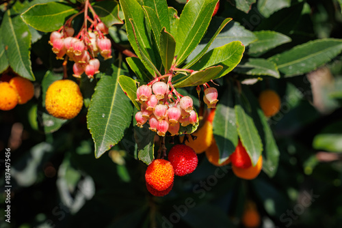 Fotografi Fruiting Arbutus Unedo Tree with Red and Orange Berries