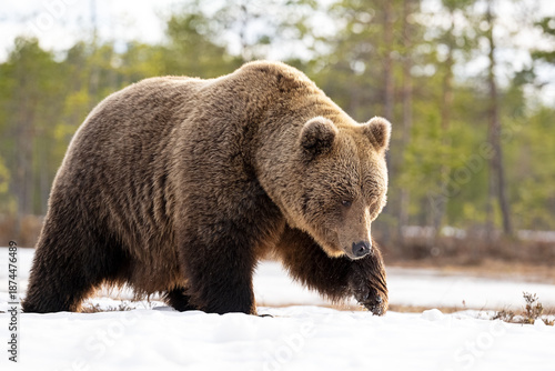 Brown bear walking on snow with forest background