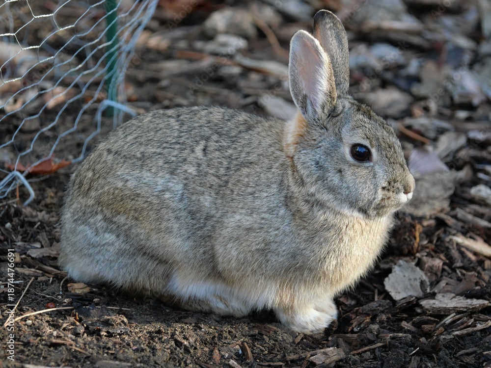 Fototapeta premium Close-Up of a Wild Cottontail Rabbit in Winter Light