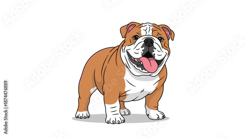 Happy brown and white english bulldog standing and smiling broadly with its tongue out on white background.