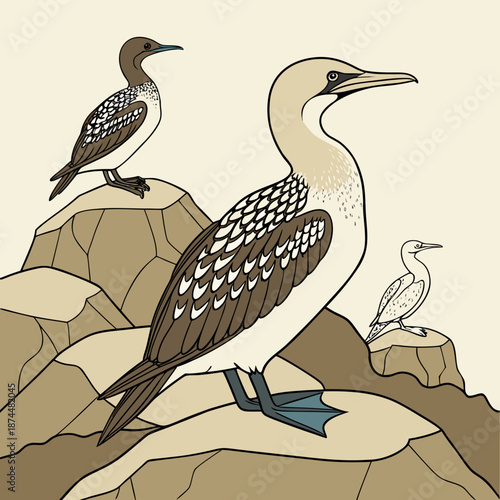 Brown and white aquatic birds on rocks cormorants cliffs