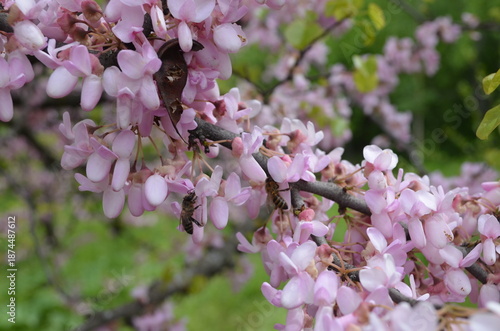 Close-up of a branch of pink lilac.