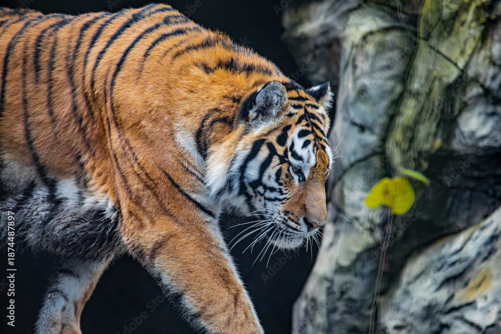 Obraz premium Amur tiger in the forest
