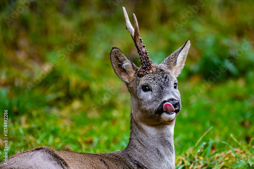 Cuadro en lienzo Roe deer (Capreolus capreolus) with one horn