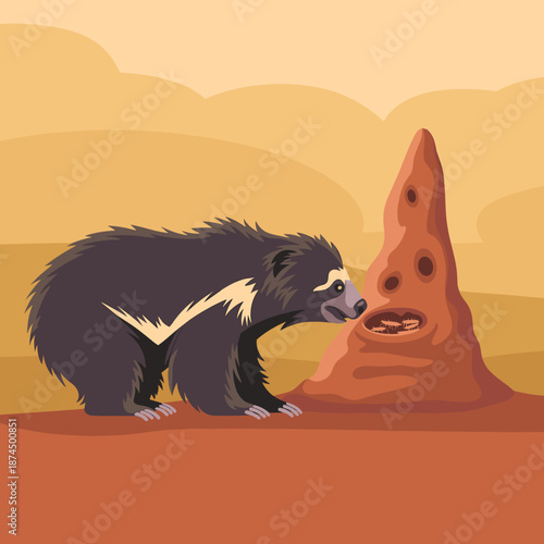 Shaggy black sloth bear eating termites from a tall red earth mound in a dry and vast savanna landscape during dusk.