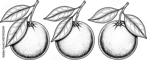 Vintage orange fruit engraving illustration, hand drawn citrus with leaves, black and white botanical vector for packaging, labels, food branding, prints, and decorative designs