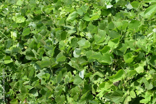 Εκτύπωση καμβά Kudzu Pueraria montana var