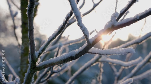 Winter footage of frost-covered tree branches with warm sunrise sun flare, sparkling ice crystals and soft bokeh background, peaceful cold morning mood.