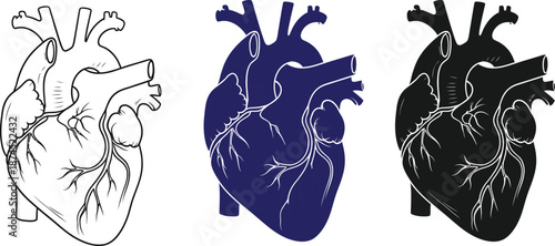 Human Heart Anatomy Illustration Vector .