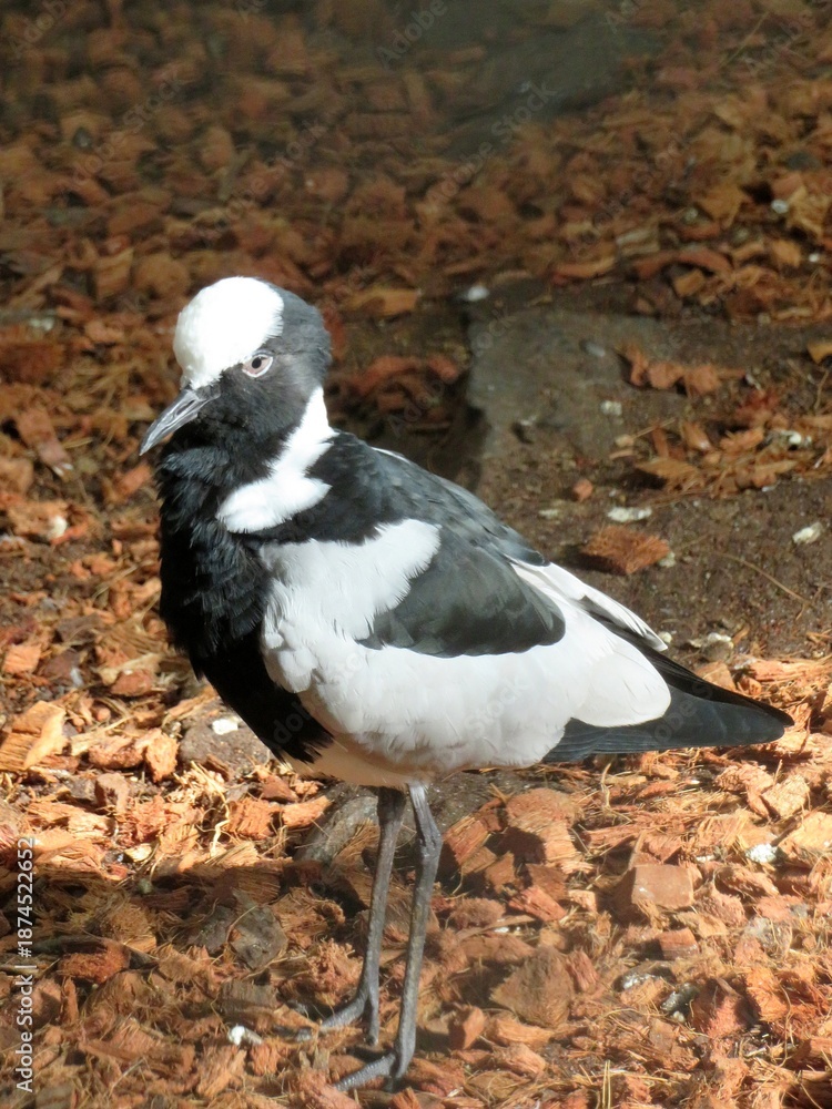 Obraz premium Oiseau