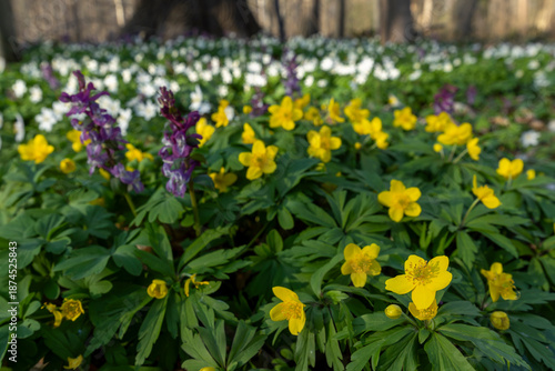 three colours of early bloomer, 