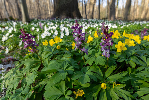 three colours of early bloomer, Yellow anemone (Anemonoides ranunculoides), Corydalis cava and wood anemone (Anemonoides nemorosa) in the background