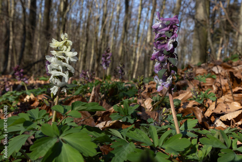 white flowered and pink flowered Corydalis cava growing each to another