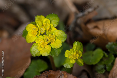  Alternate-leaved golden-saxifrage (Chrysosplenium alternifolium) is a yellow blooming spring ephemeral