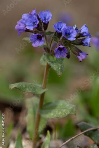 lungwort (Pulmonaria officinalis) is a violet blooming spring ephemeral
