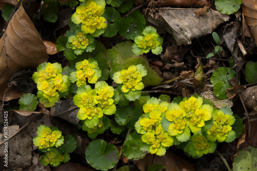  Alternate-leaved golden-saxifrage (Chrysosplenium alternifolium) is a yellow blooming spring ephemeral