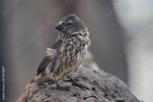 Fotografie Darwin's finches on Isabela Island are world-renowned examples of adaptive radiation, having evolved unique beak shapes to suit different food sources across the Galápagos archipelago