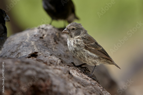 Εκτύπωση καμβά Darwin's finches on Isabela Island are world-renowned examples of adaptive radiation, having evolved unique beak shapes to suit different food sources across the Galápagos archipelago