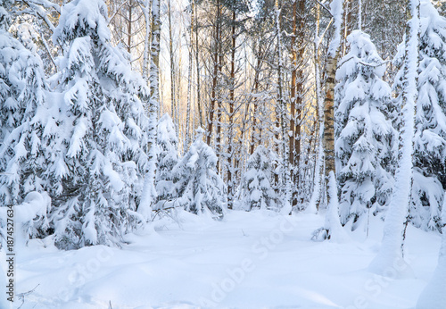 las zasypany śniegiem