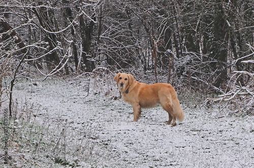 Godent Retriver in the winter woods
