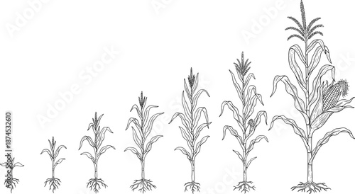 Detailed corn plant growth stages illustration showing maize development from young seedling to mature ear, black and white botanical line art for agriculture education