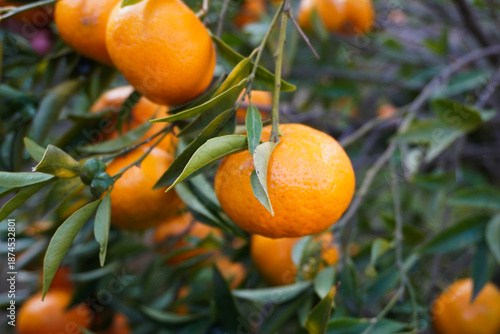 Close-up of ripe mandarins hanging on tree in mandarin farm. Mandarin tree with ripe mandarins in the garden in Italy. Cultivating mandarin tree in garden. Farming and gardening. Harvesting mandarins 