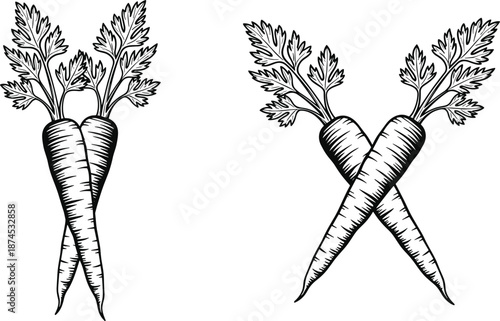 Hand drawn carrot illustration set with crossed roots and leafy tops, vintage botanical line art for organic food, farming, gardening, packaging, and branding design