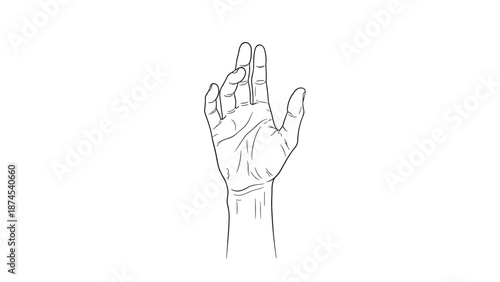 Detailed line drawing of a human hand showing palm creases and finger proportions against a clean white background for anatomical study.