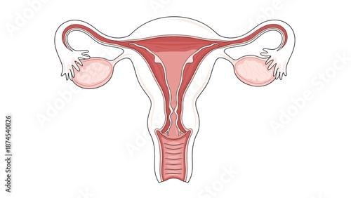 Anatomical illustration of the female reproductive system showing the uterus fallopian tubes and ovaries against a plain white background.