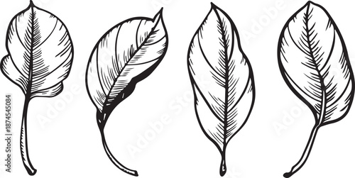 Hand-drawn graphics of four different leaves. Each leaf has distinct shapes and details, showcasing natural textures and patterns.