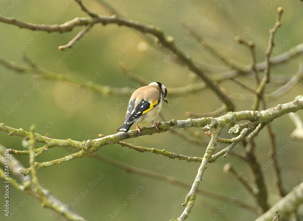 Fototapeta premium Chardonneret élégant sur une branche