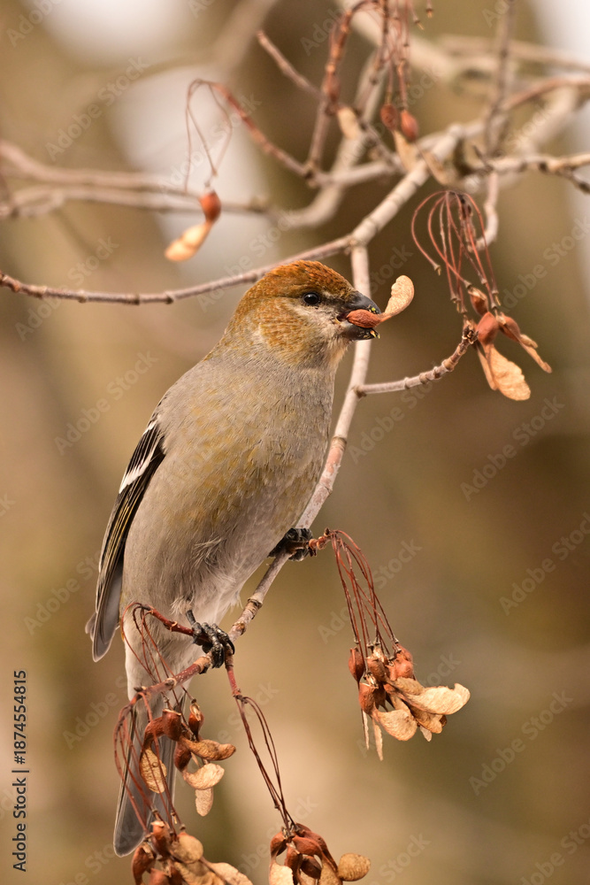 Fototapeta premium A female Pine Grosbeak eating maple keys