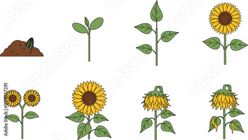 Sunflower Growth Stages Icons Set from Seed Sprout to Blooming Flower Vector