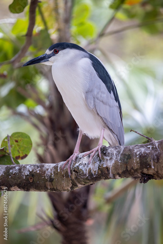Obraz na plátne Black-crowned Night Heron standing in shallow wetland water with a clear reflect