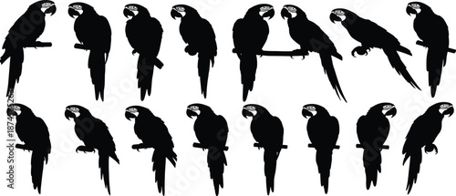 Parrot silhouette collection, tropical exotic bird illustration, macaw sitting on branch, black vector design, wildlife animal art for decoration