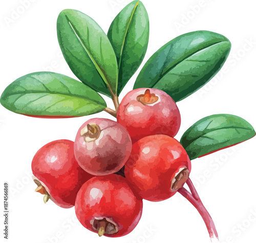 Lingonberry Berries Botanical Watercolor Vector Illustration
